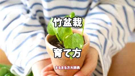 竹盆栽種類|【プロが解説】竹盆栽の育て方 